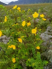 Hypericum leschenaultii
