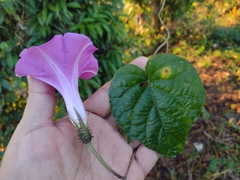 Ipomoea silvicola
