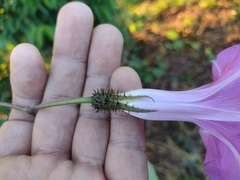 Ipomoea silvicola