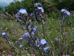 Myosotis graui