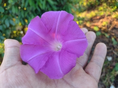 Ipomoea silvicola