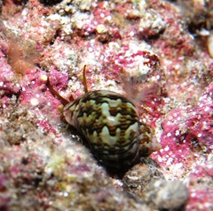 Phasianella ventricosa