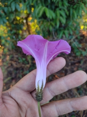Ipomoea silvicola
