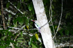 Halcyon senegalensis