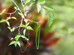 Wrightia religiosa