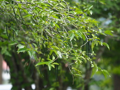 Wrightia religiosa