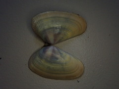 Donacidae