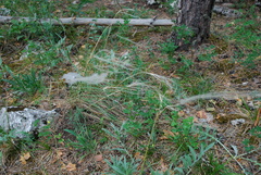 Stipa pennata