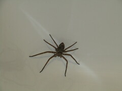 Heteropoda venatoria