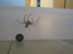 Heteropoda venatoria