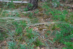 Stipa pennata