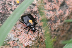 Deraeocoris