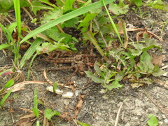 Heteropoda venatoria