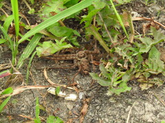 Heteropoda venatoria