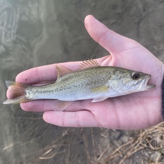 Micropterus floridanus
