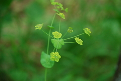 Bupleurum aureum