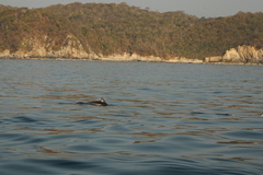 Stenella attenuata