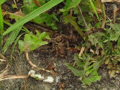 Heteropoda venatoria