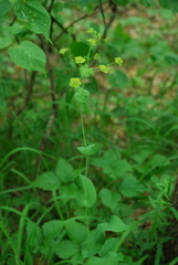 Bupleurum aureum
