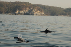 Stenella attenuata