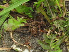 Heteropoda venatoria