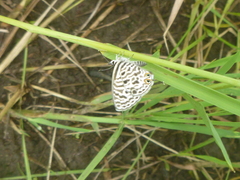 Leptotes