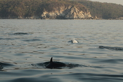 Stenella attenuata