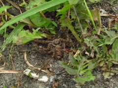 Heteropoda venatoria