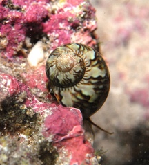 Phasianella ventricosa