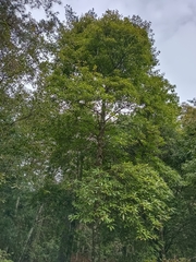 Schima superba superba