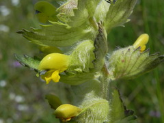 Rhinanthus