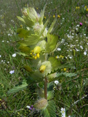 Rhinanthus