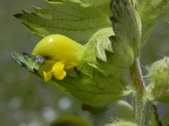 Rhinanthus