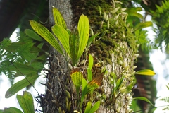 Bulbophyllum maxillare