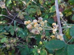 Phragmidium violaceum