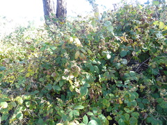 Phragmidium violaceum