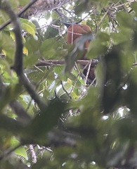 Perissocephalus tricolor