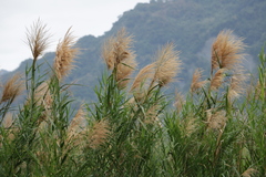 Phragmites vallatoria