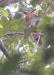 Perissocephalus tricolor