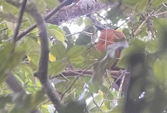 Perissocephalus tricolor