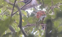 Perissocephalus tricolor