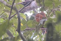 Perissocephalus tricolor