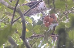 Perissocephalus tricolor