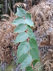 Gaultheria leucocarpa