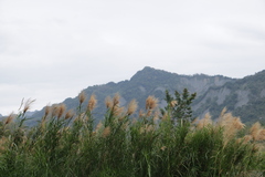 Phragmites vallatoria