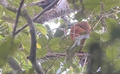 Perissocephalus tricolor