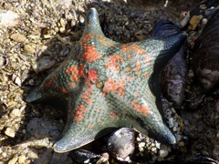 Patiria pectinifera