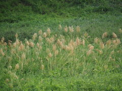 Phragmites karka