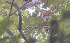 Perissocephalus tricolor