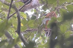 Perissocephalus tricolor